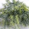 Artificial Plant Plastic glass bush*7 GS-46619128