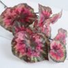 Artificial Plant 25*78CM SINGLE BEGONIA LEAVE GS-39119030