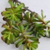 Artificial Plant 18*67cm Succulent*5 GS-47119026