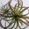 Artificial Plant 24*54cm Tillandsia usneoides*3 GS-47119031-G2