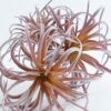 Artificial Plant 17*36cm Tillandsia usneoides*3 GS-47119032-P1