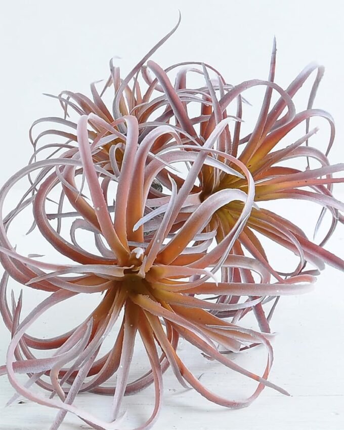 Artificial Plant 17*36cm Tillandsia usneoides*3 GS-47119032-P1