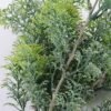 Artificial Plant 10*33CM cypress bush*3 GS-46619121