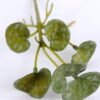 Artificial Plant 6.5*12.5CM hydrocotyle verticillata GS-47119035-G1