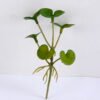 Artificial Plant 6.5*12.5CM hydrocotyle verticillata GS-47119035-G3