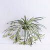 Artificial Plant 58*58*55cm  lefa in  Cement pot GS-03319394