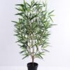Artificial Tree 46*43*80CM Bamboo tree in the plastic pot/lvs538 GS-30419064 1 Artificial Tree 46*43*80CM Bamboo tree in the plastic pot/lvs538 GS-30419064