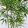 Artificial Tree 72*64*110CM Bamboo tree in the plastic pot/lvs525 GS-30419085