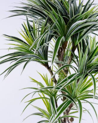 Artificial Tree 52*58*115CM Braziletto in plastic pot/lvs460 GS-26620006