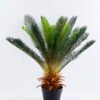 Artificial Tree 64*55*73CM Cycas in plastic pot/lvs28 GS-26620001 1 Artificial Tree 64*55*73CM Cycas in plastic pot/lvs28 GS-26620001