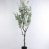 Artificial Tree 50*41*148CM Eucalyptus in plastic pot GS-03919051