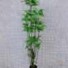 Artificial Tree 51*61*180CM Fern leaf tree GS-56719010CONTI