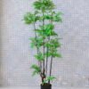 Artificial Tree 54*57*150CM Fern leaf tree GS-56719011CONTI 1 Artificial Tree 54*57*150CM Fern leaf tree GS-56719011CONTI