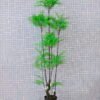 Artificial Tree 66*57*150CM Fern leaf tree GS-56719013CONTI