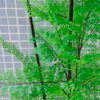 Artificial Tree 66*57*150CM Fern leaf tree GS-56719013CONTI