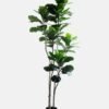 Artificial Tree 78*80*184CM Ficus in the plastic pot/lvs85 GS-30419081
