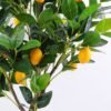 Artificial Tree 45*41*120cm Lemon tree in plastic pot GS-43419031