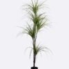 Artificial Tree 90*105*185CM POTTED DRACAENA GS-58419001