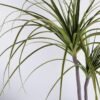 Artificial Tree 70*70*110CM  POTTED DRACAENA GS-58419003