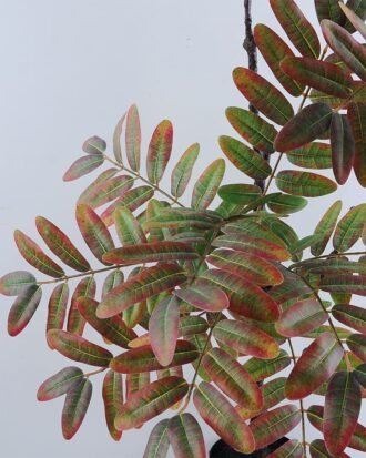 Artificial Tree 50*118CM  POTTED MAPLE LEAVES GS-39119037