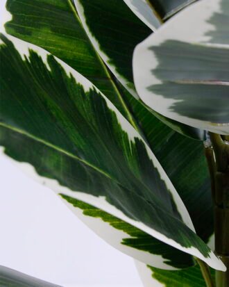 Artificial Tree 40*36*60CM Rubber wood tree in plastic pot/lvs15 GS-26620004