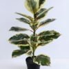 Artificial Tree 45*33*75CM Rubber wood tree in plastic pot/lvs21 GS-26620005