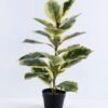 Artificial Tree 45*33*75CM Rubber wood tree in plastic pot/lvs21 GS-26620005