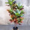 Artificial Tree 64*68*117cm color wood in the plastic pot/lvs150 GS-30419078