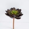 Artificial succulent 13cm Signle desert plant GS-3410011-R1