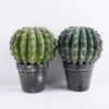 Artificial succulent 17.5*17.5*23CM Cactus in plastic pot GS-51419011