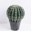 Artificial succulent 17.5*17.5*23CM Cactus in plastic pot GS-51419011