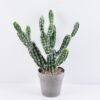 Artificial succulent 37*21*42CM Cactus in plastic pot GS-51419014