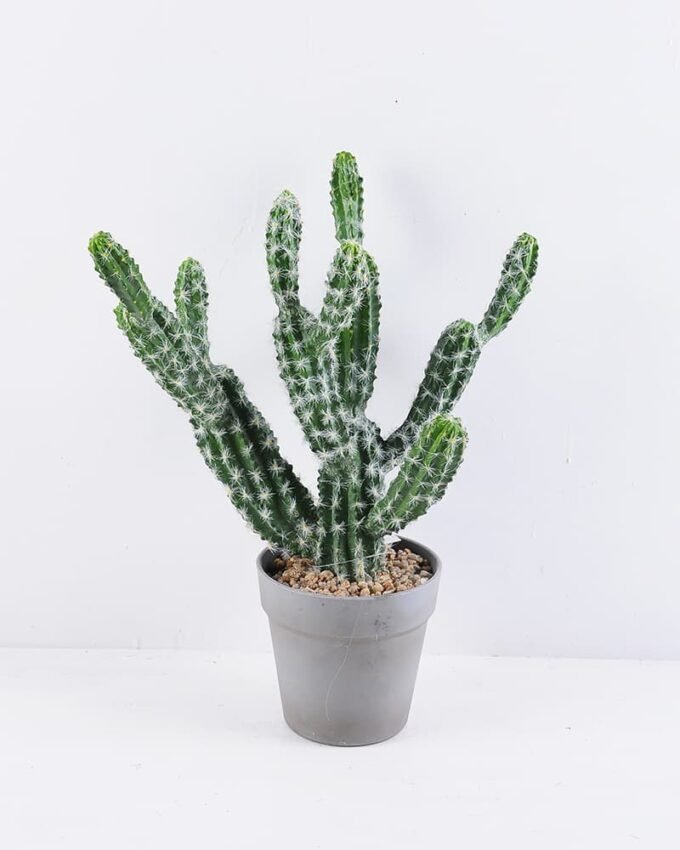Artificial succulent 37*21*42CM Cactus in plastic pot GS-51419014