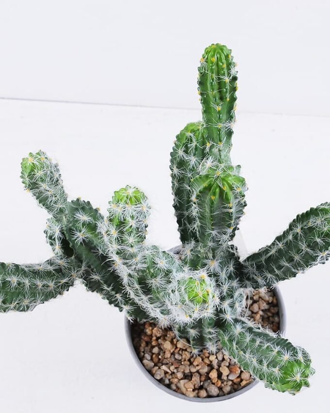 Artificial succulent 37*21*42CM Cactus in plastic pot GS-51419014
