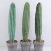 Artificial succulent 14*14*60CM Cactus in plastic pot GS-51419018