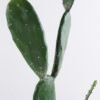 Artificial succulent 39*25*88CM Cactus in plastic pot GS-51419023