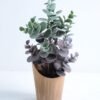 Artificial succulent 13*14*24cm Eucalyptus in paper pot GS-30319115 1 Artificial succulent 13*14*24cm Eucalyptus in paper pot GS-30319115