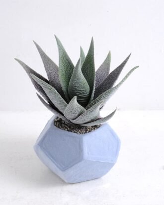 Artificial succulent 16*15*19cm Succulent in foam pot GS-30319140