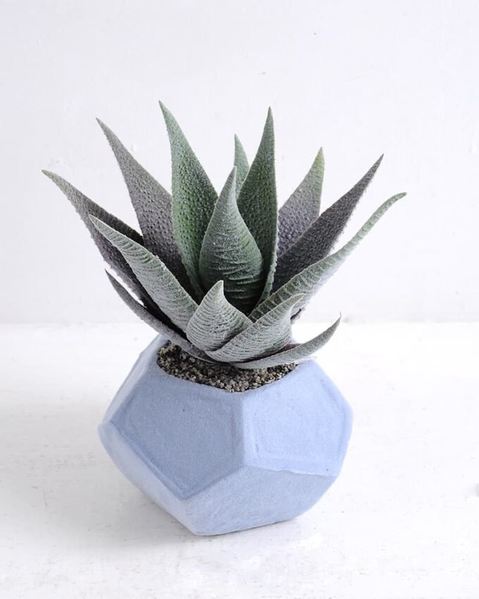 Artificial succulent 16*15*19cm Succulent in foam pot GS-30319140
