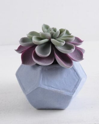 Artificial succulent 12*12*12cm Succulent in foam pot GS-30319143