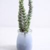 Artificial succulent 7*5 Artificial succulent 7*5.5*18cm Succulent in glass pot GS-30319116
