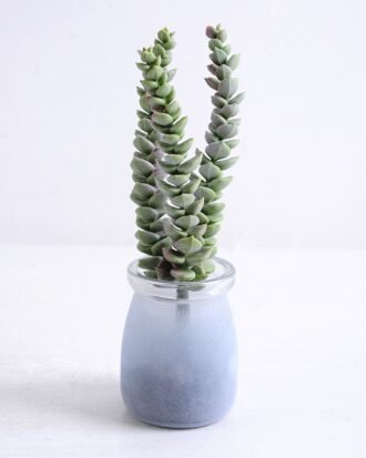 Artificial succulent 7*5.5*18cm Succulent in glass pot GS-30319116 Succulent YeahFlower is one of Chinese leading OEM manufacturers and exporters , supplying the silk flowers, wholesale artificial trees Artificial succulent 7*5.5*18cm Succulent in glass pot GS-30319116