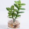 Artificial succulent 7*5*11cm Succulent in glass pot GS-30319147