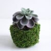 Artificial succulent 9*9*12cm Succulent in plastic pot GS-30319121 1 Artificial succulent 9*9*12cm Succulent in plastic pot GS-30319121