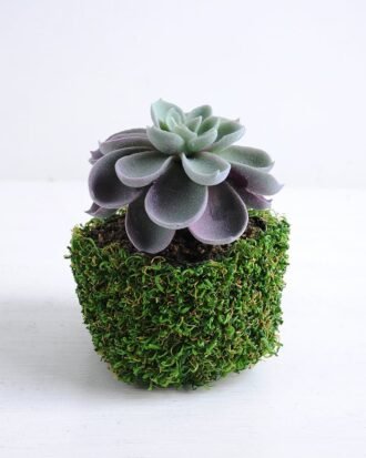 Artificial succulent 9*9*12cm Succulent in plastic pot GS-30319121 Succulent YeahFlower is one of Chinese leading OEM manufacturers and exporters , supplying the silk flowers, wholesale artificial trees Artificial succulent 9*9*12cm Succulent in plastic pot GS-30319121