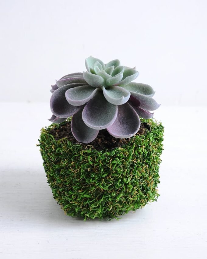 Artificial succulent 9*9*12cm Succulent in plastic pot GS-30319121 1 Artificial succulent 9*9*12cm Succulent in plastic pot GS-30319121