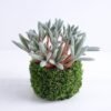 Artificial succulent 14*14*13cm Succulent in plastic pot GS-30319123