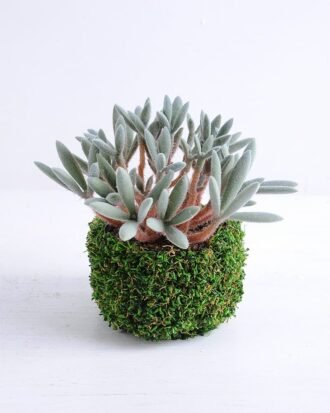 Artificial succulent 14*14*13cm Succulent in plastic pot GS-30319123 Succulent YeahFlower is one of Chinese leading OEM manufacturers and exporters , supplying the silk flowers, wholesale artificial trees Artificial succulent 14*14*13cm Succulent in plastic pot GS-30319123