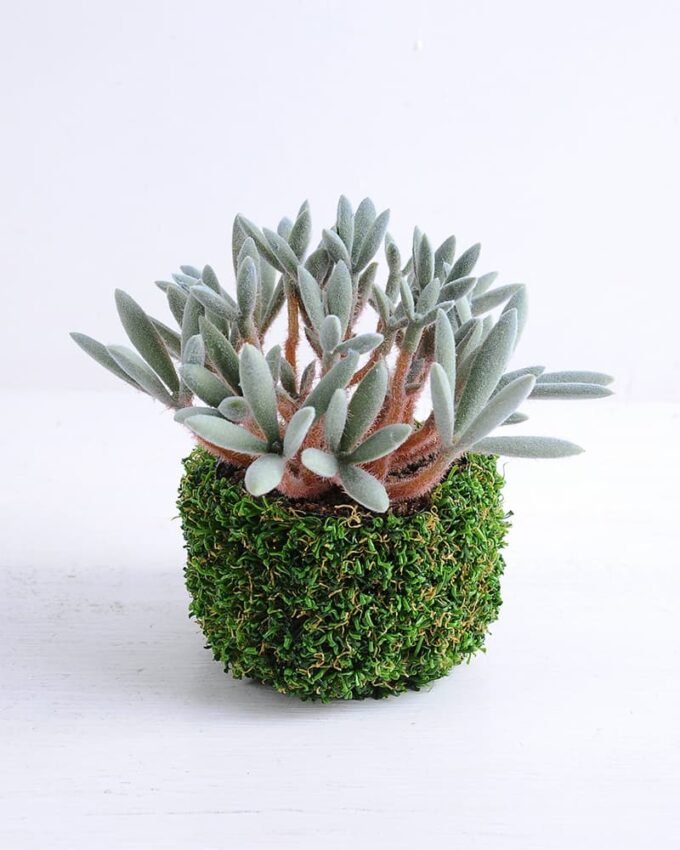 Artificial succulent 14*14*13cm Succulent in plastic pot GS-30319123