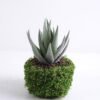 Artificial succulent 10*9 Artificial succulent 10*9.5*15cm Succulent in plastic pot GS-30319125